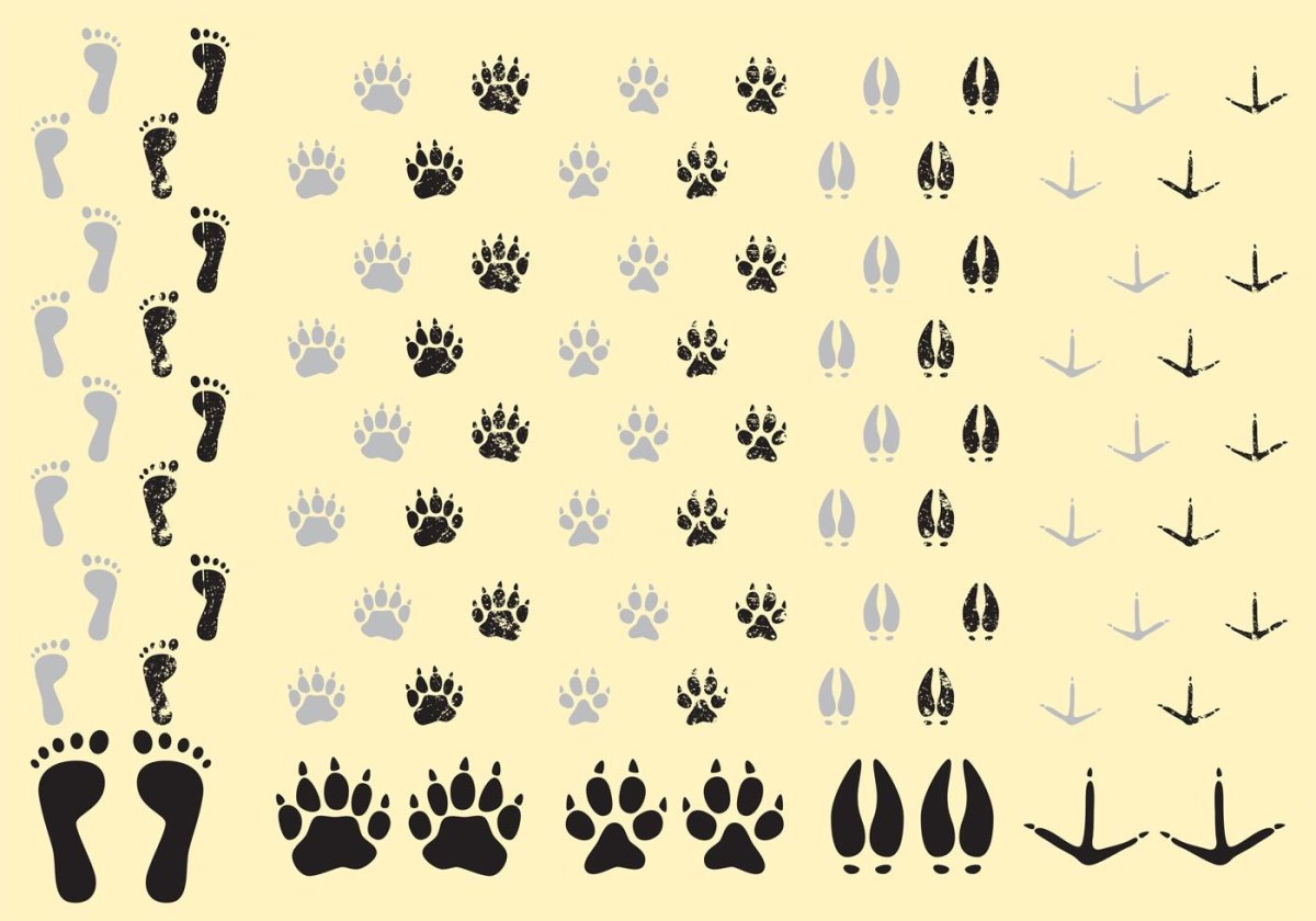 Следы животных