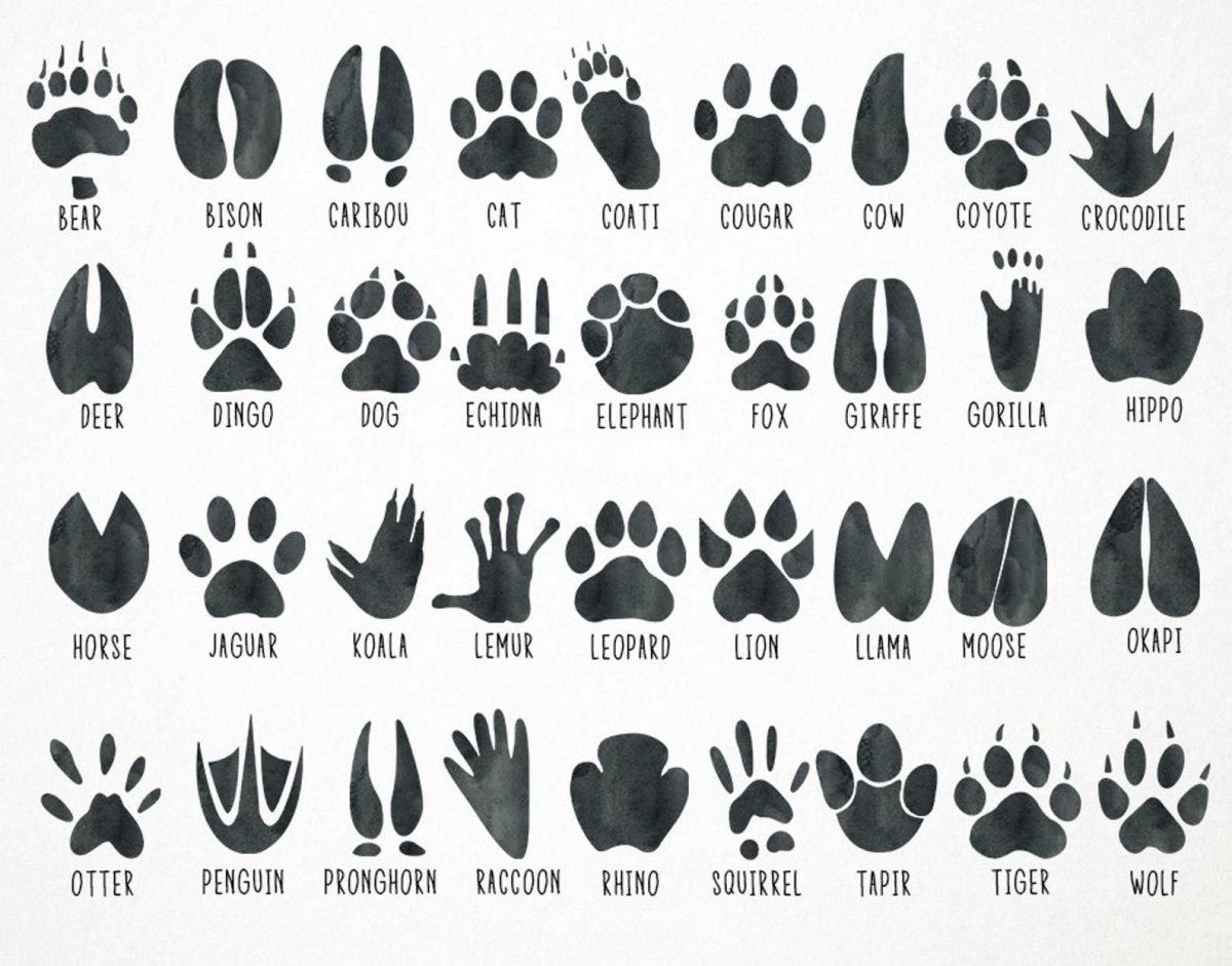 Отпечатки следов животных