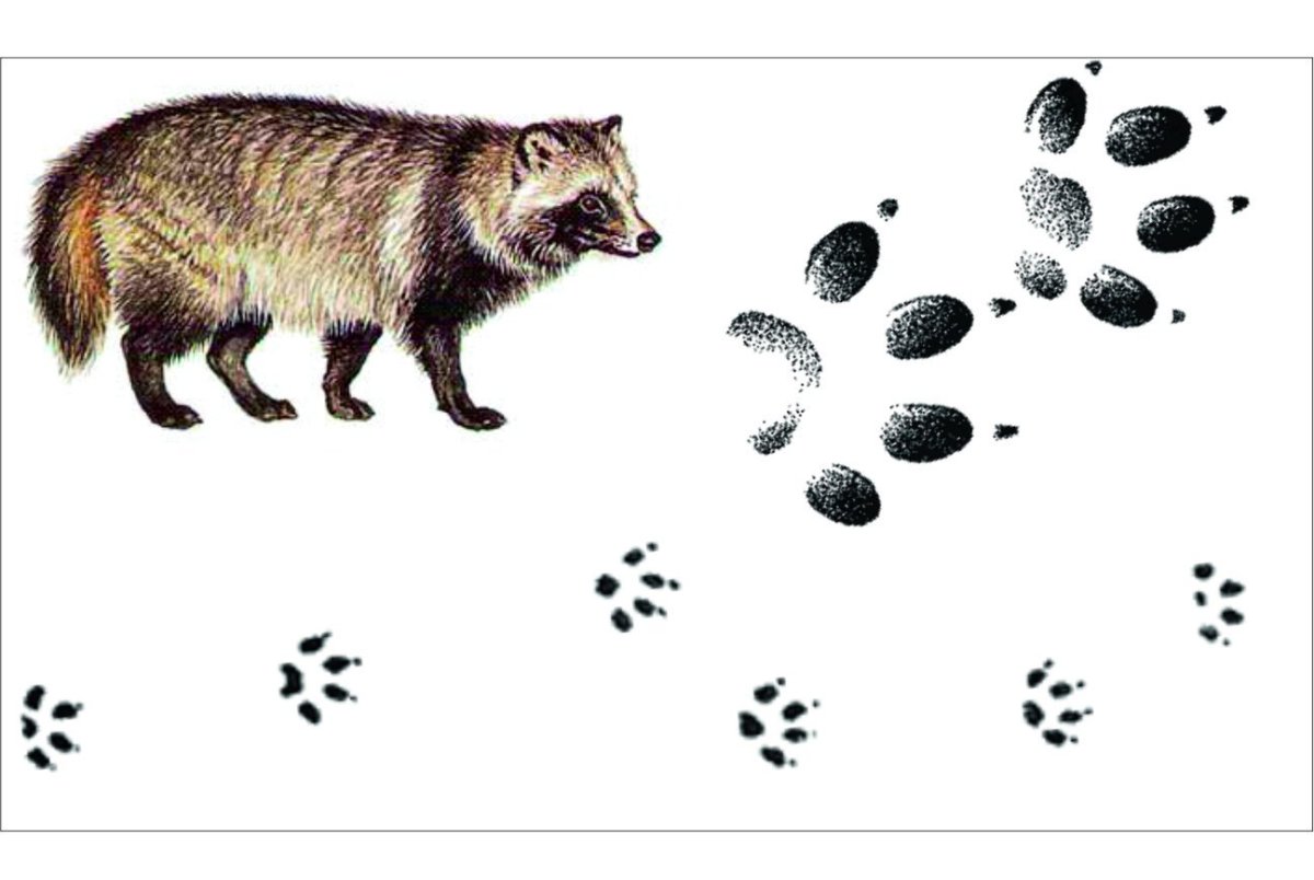 Енотовидная собака следы лапы