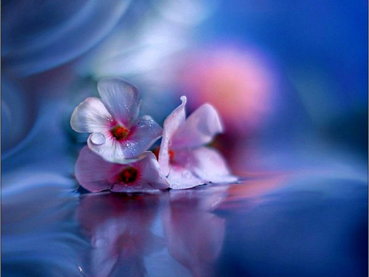 Цветок. Нежность