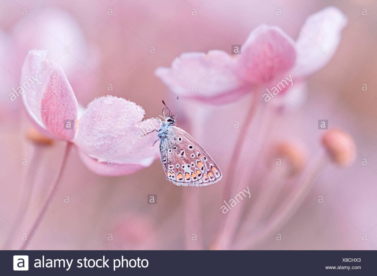 Нежные бабочки