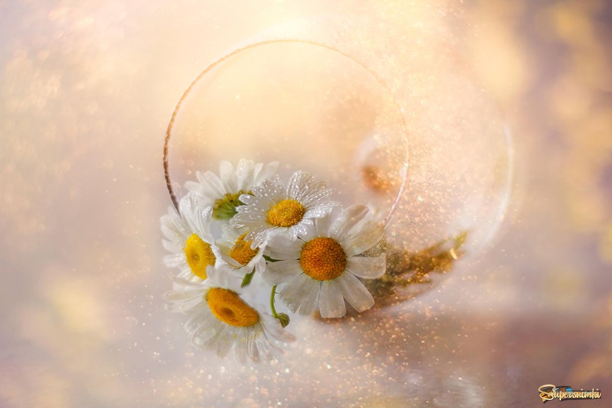 Нежность ромашки