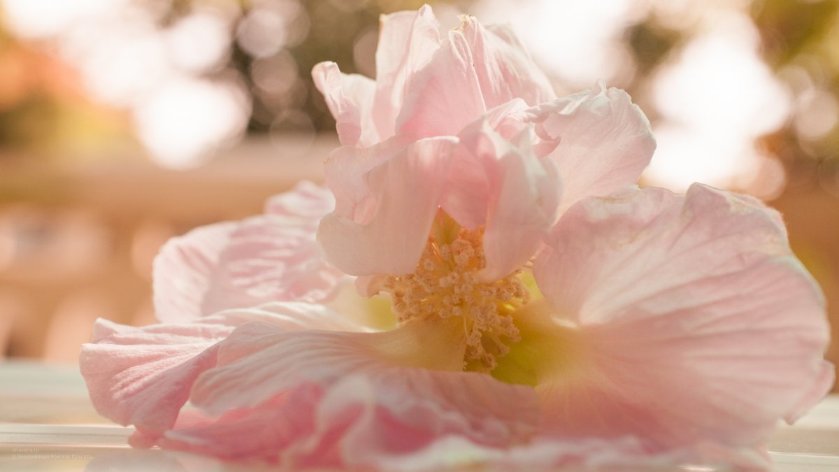 Нежные картинки на рабочий стол