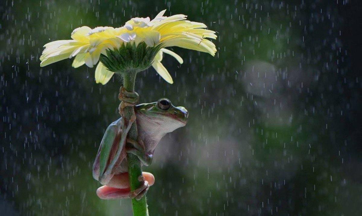 Лягушка под дождем