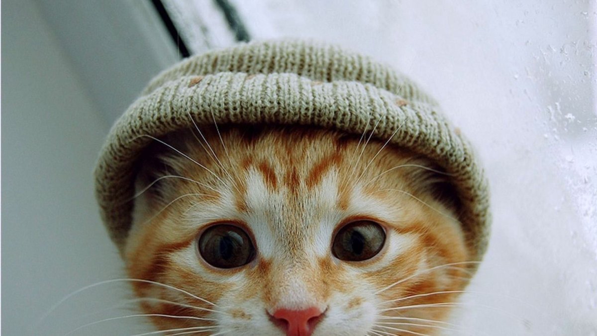 Аватарка кот