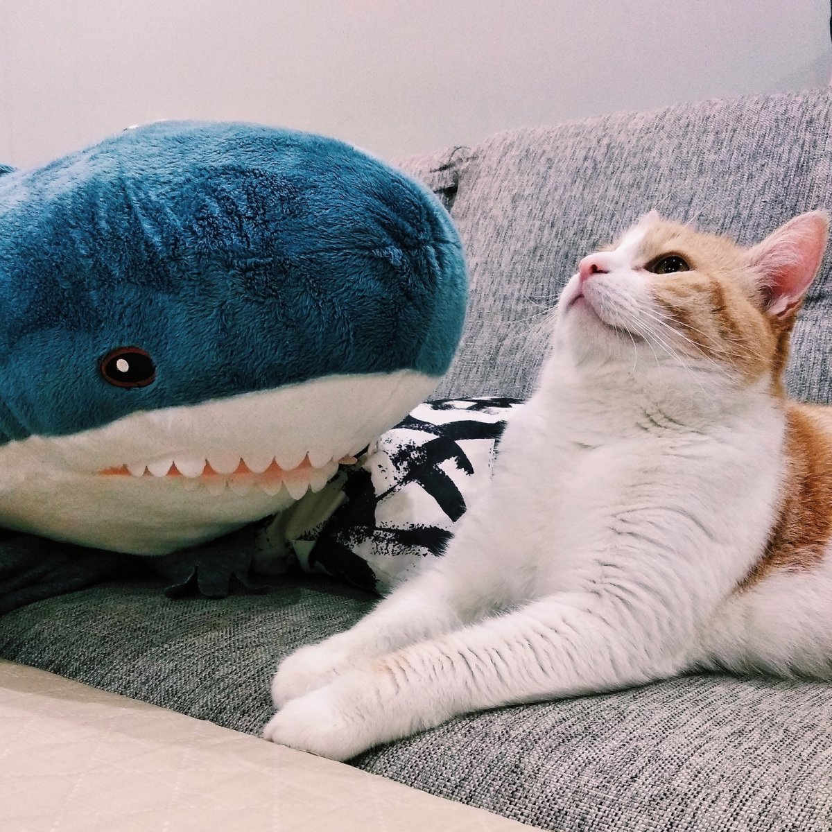 Кот с плюшевой акулой