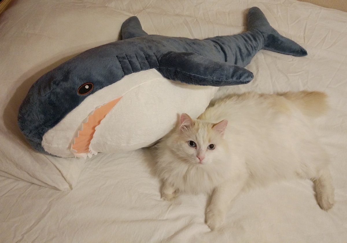 Вязаный кот в костюме акулы