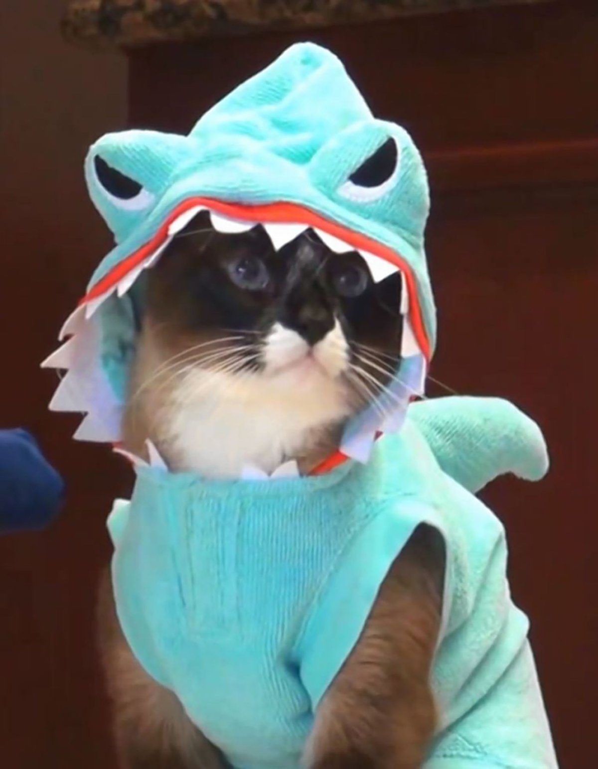 Котик с акулой из Икеи