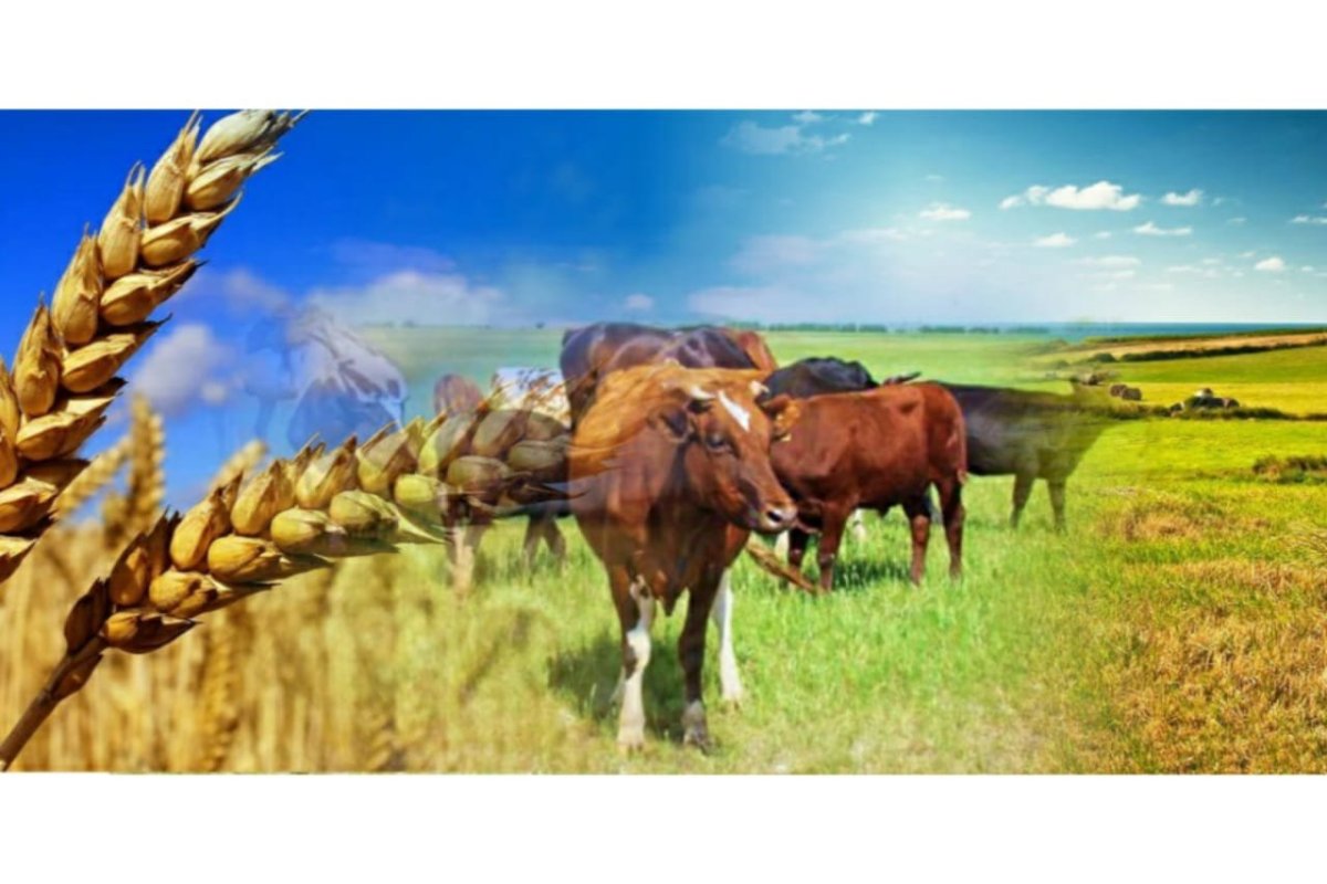 Растениеводство и животноводство