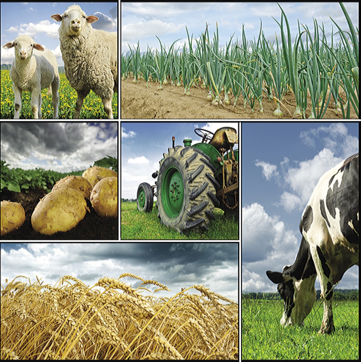 Сельское хозяйство коллаж
