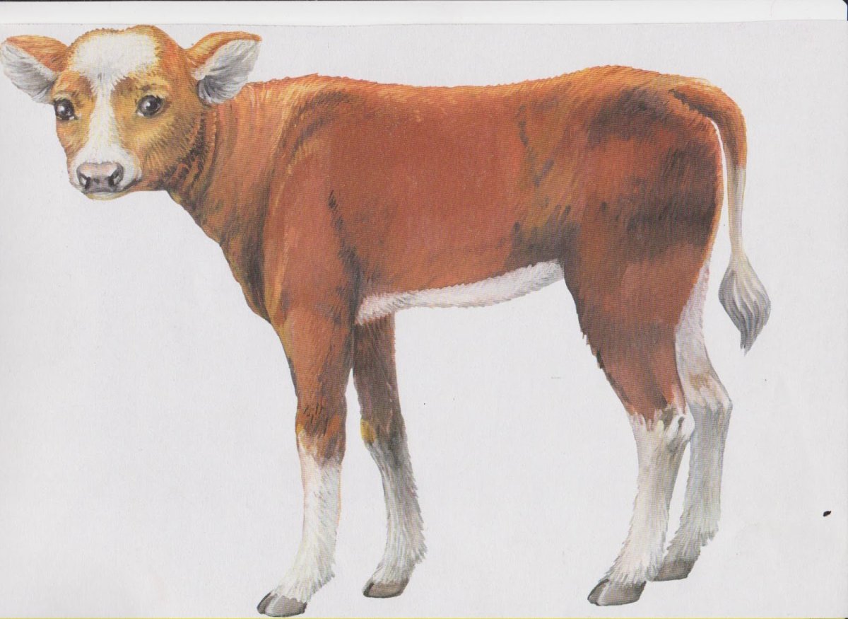 Животные по одному