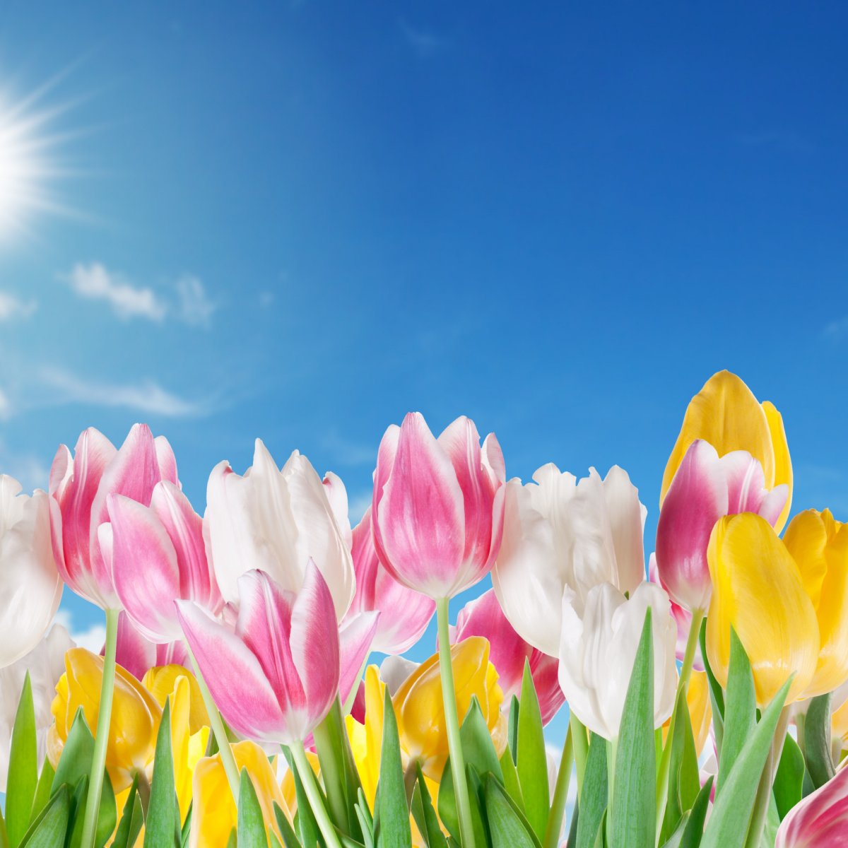 Тюльпаны на голубом фоне