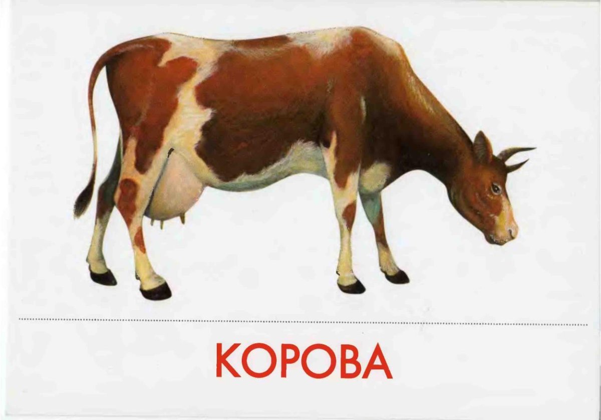 Карточки с изображением домашних животных для детей