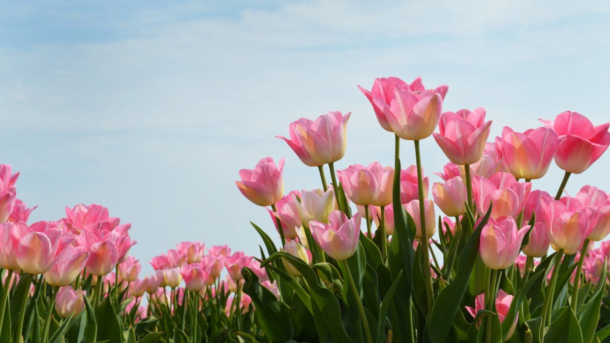Тюльпан Пинк Скай