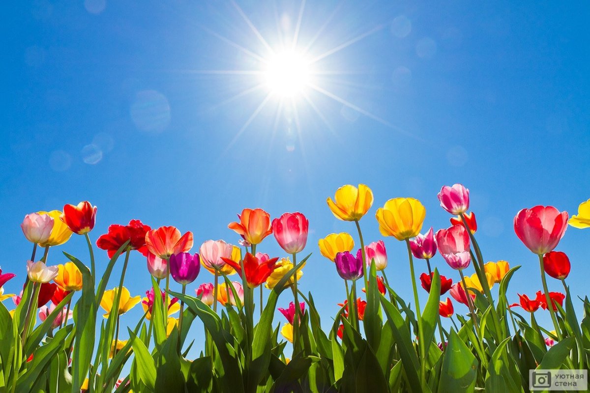 Весна тюльпаны солнце