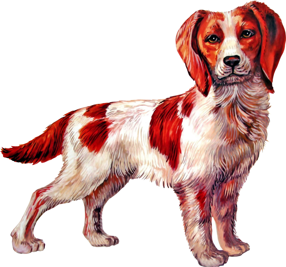 Рисунки домашних животных цветные