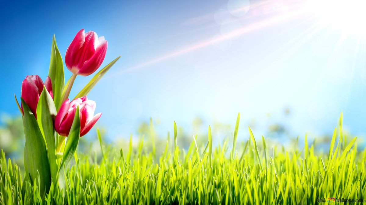 Красные тюльпаны на синем фоне