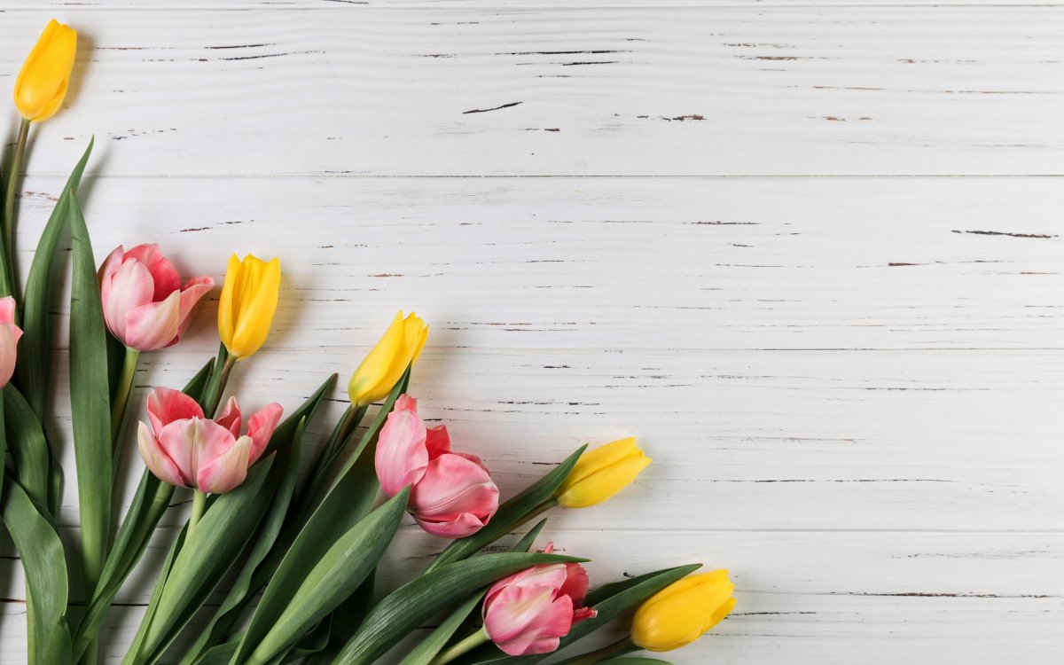 Букет тюльпанов на розовом фоне