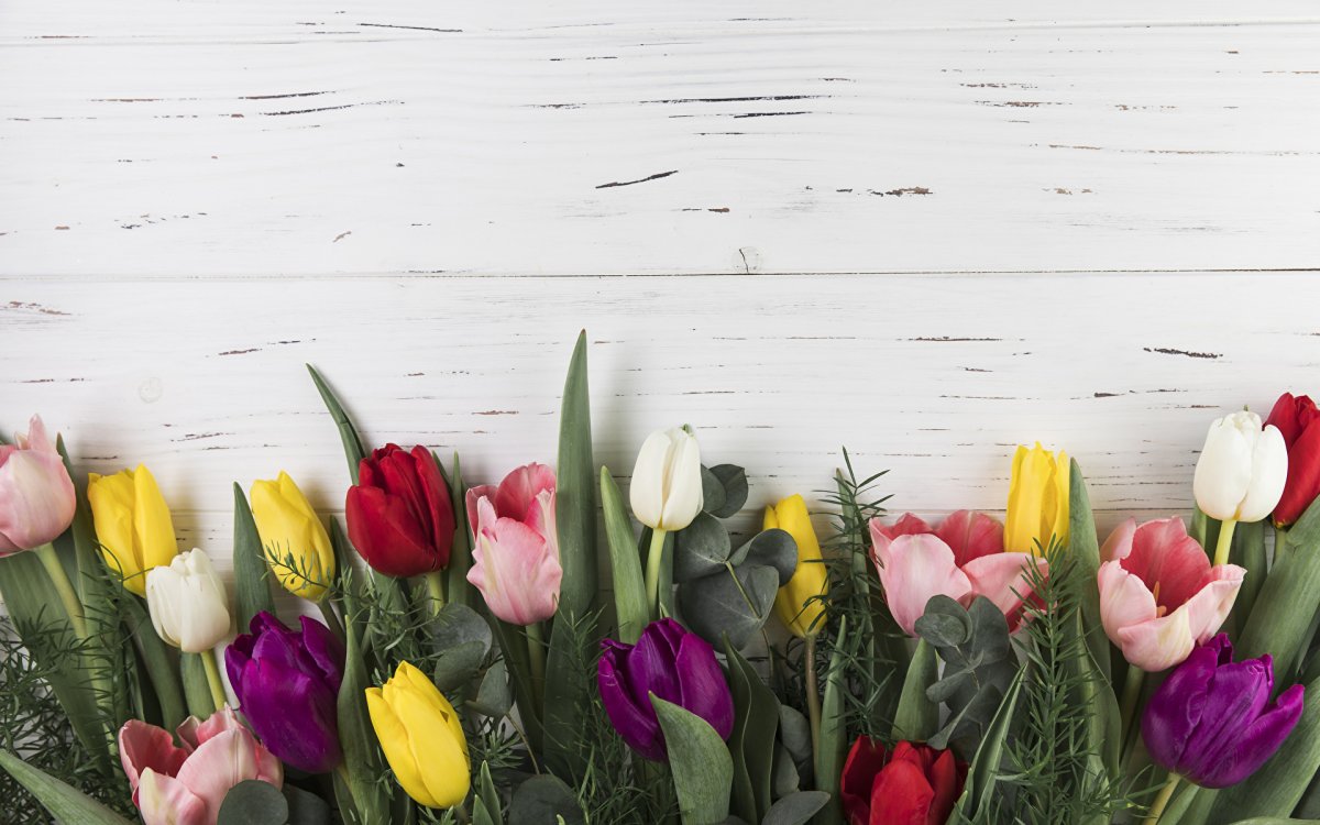 Тюльпаны фон