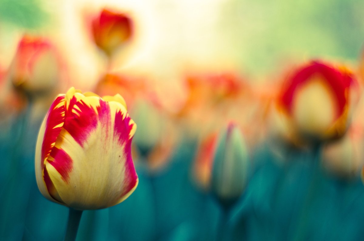 Тюльпаны Весна размыто