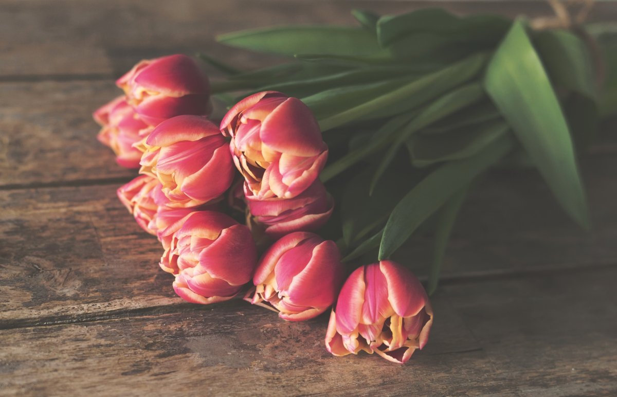 Тюльпаны и голубое небо