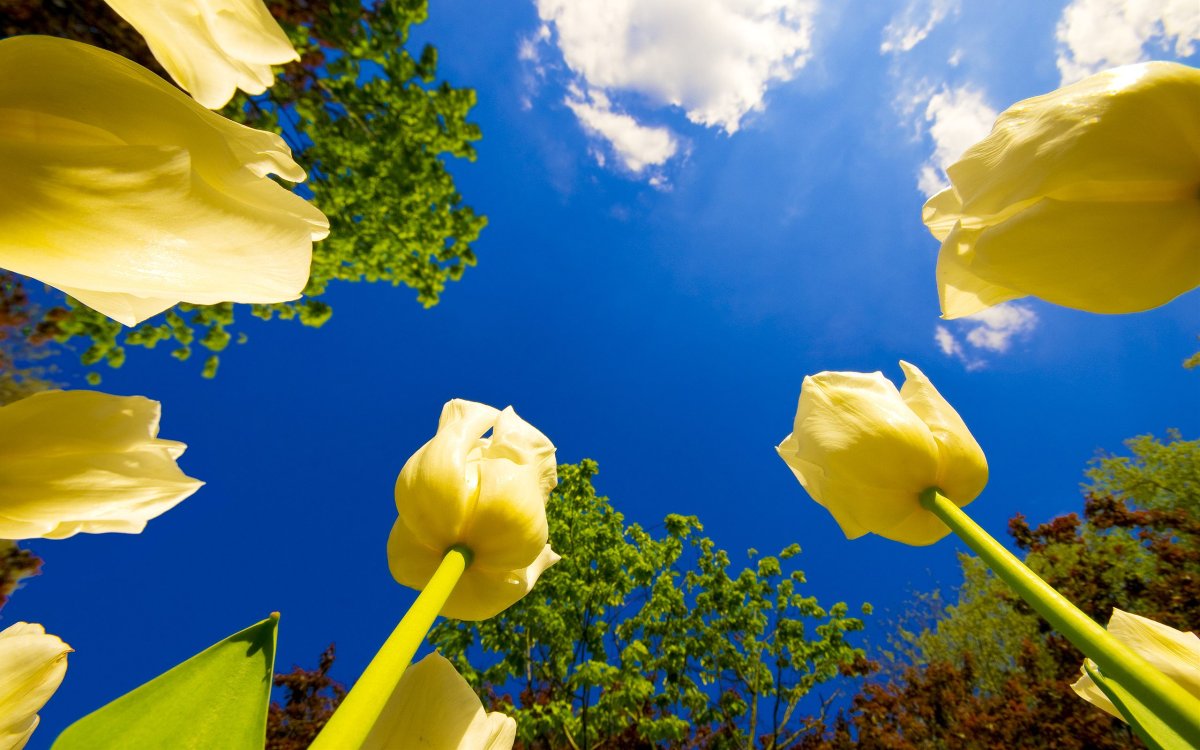 Нидерланды тюльпановые поля