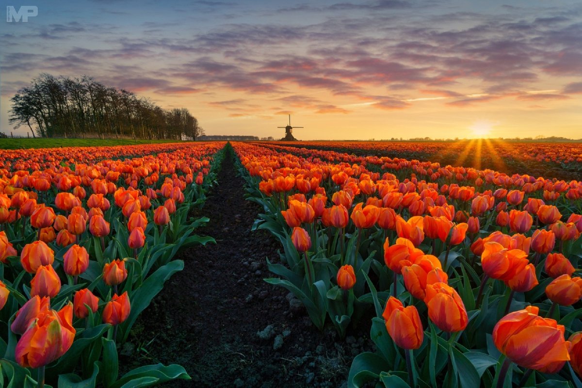 Букет белых тюльпанов на столе