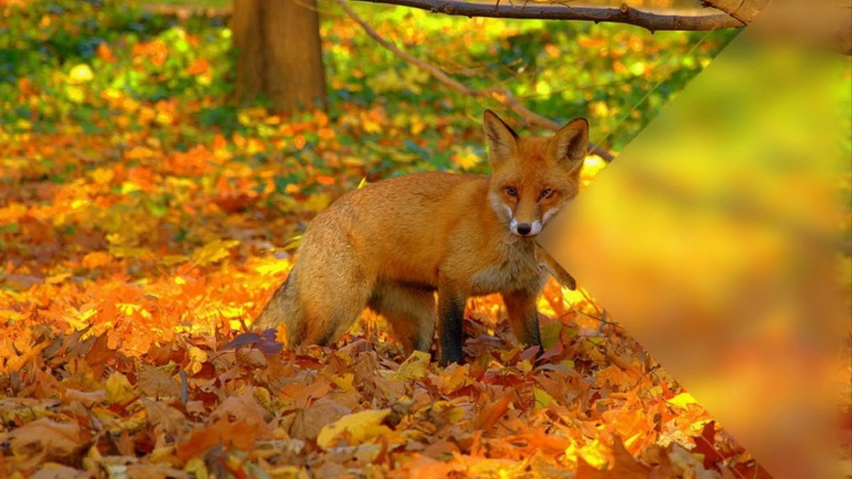 Осень животные