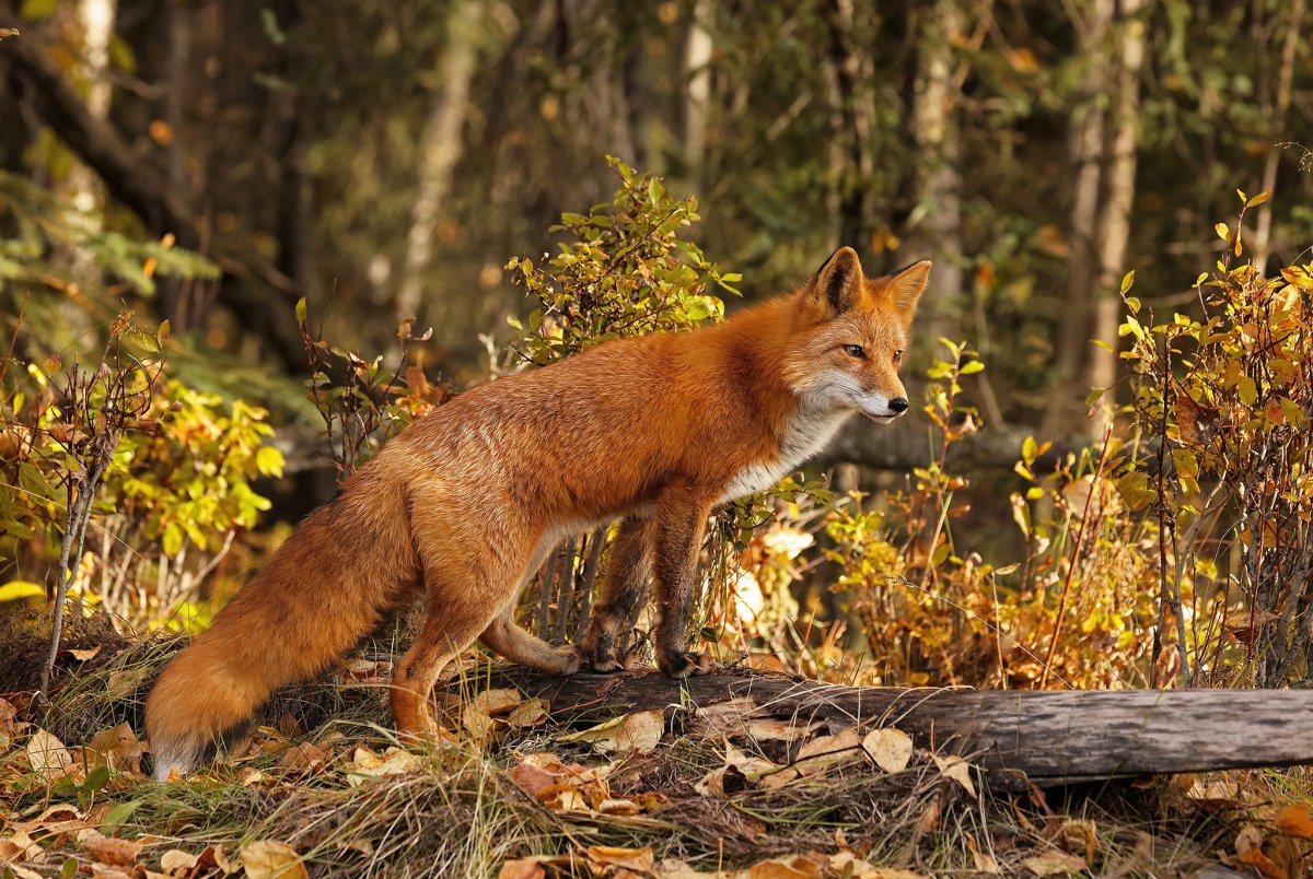 Лисица в лесу
