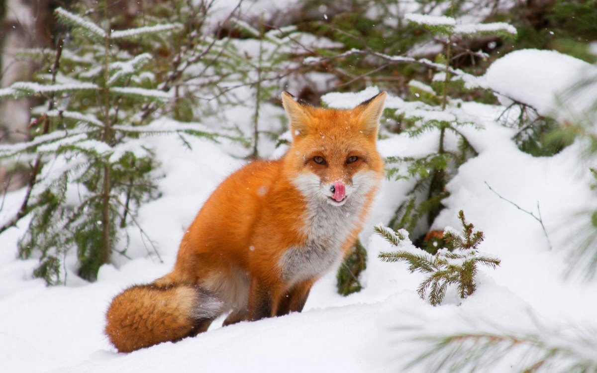 Лисица в зимнем лесу