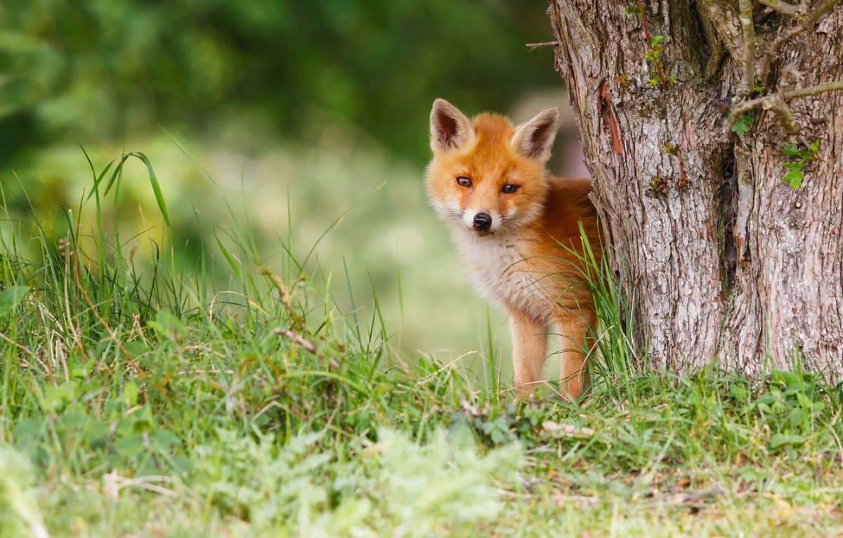 Лисята в лесу