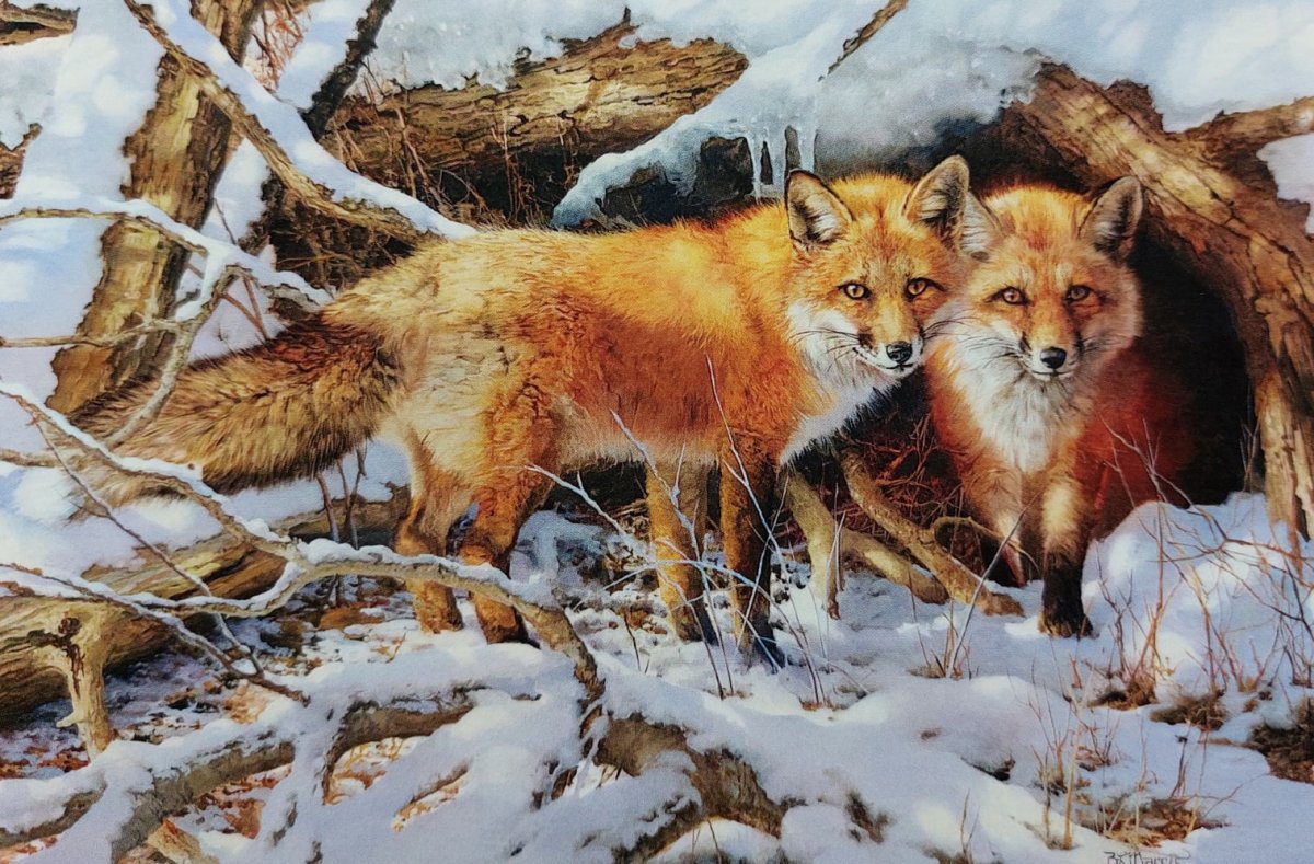 Bonnie Marris художник-анималист