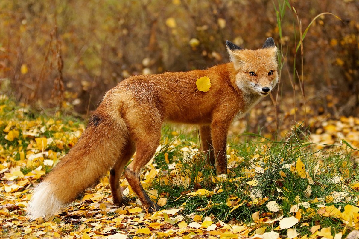 Лиса в осеннем лесу