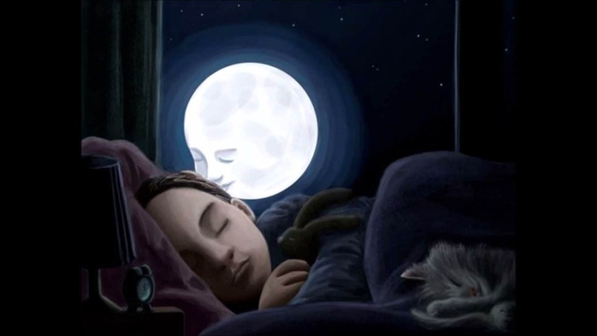 Корги и самоед