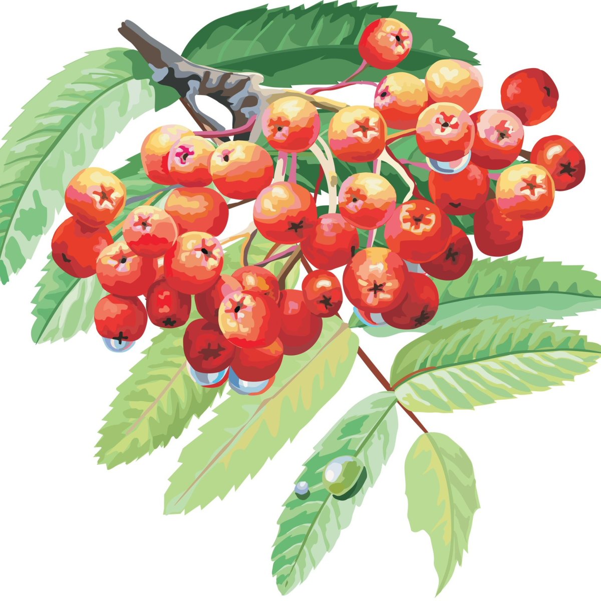 Грозди рябины в орнаменте