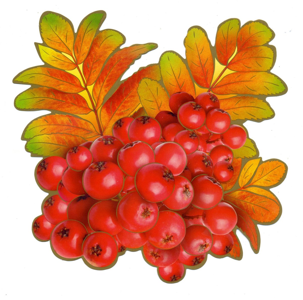 Рябина для украшения группы в детском саду