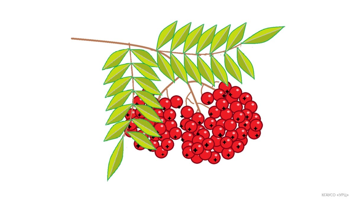 Осенние веточки рябины для детей