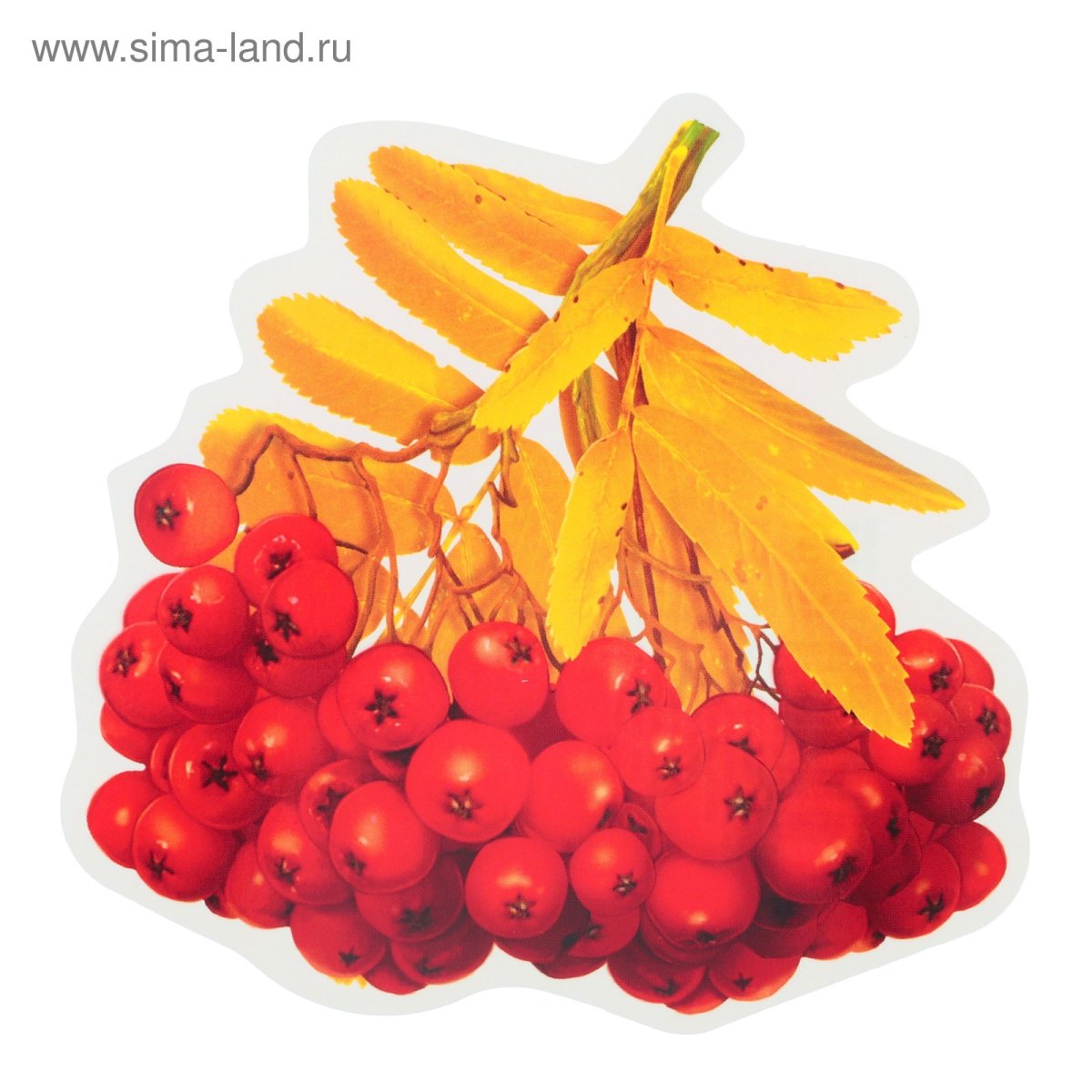 Гроздь рябины