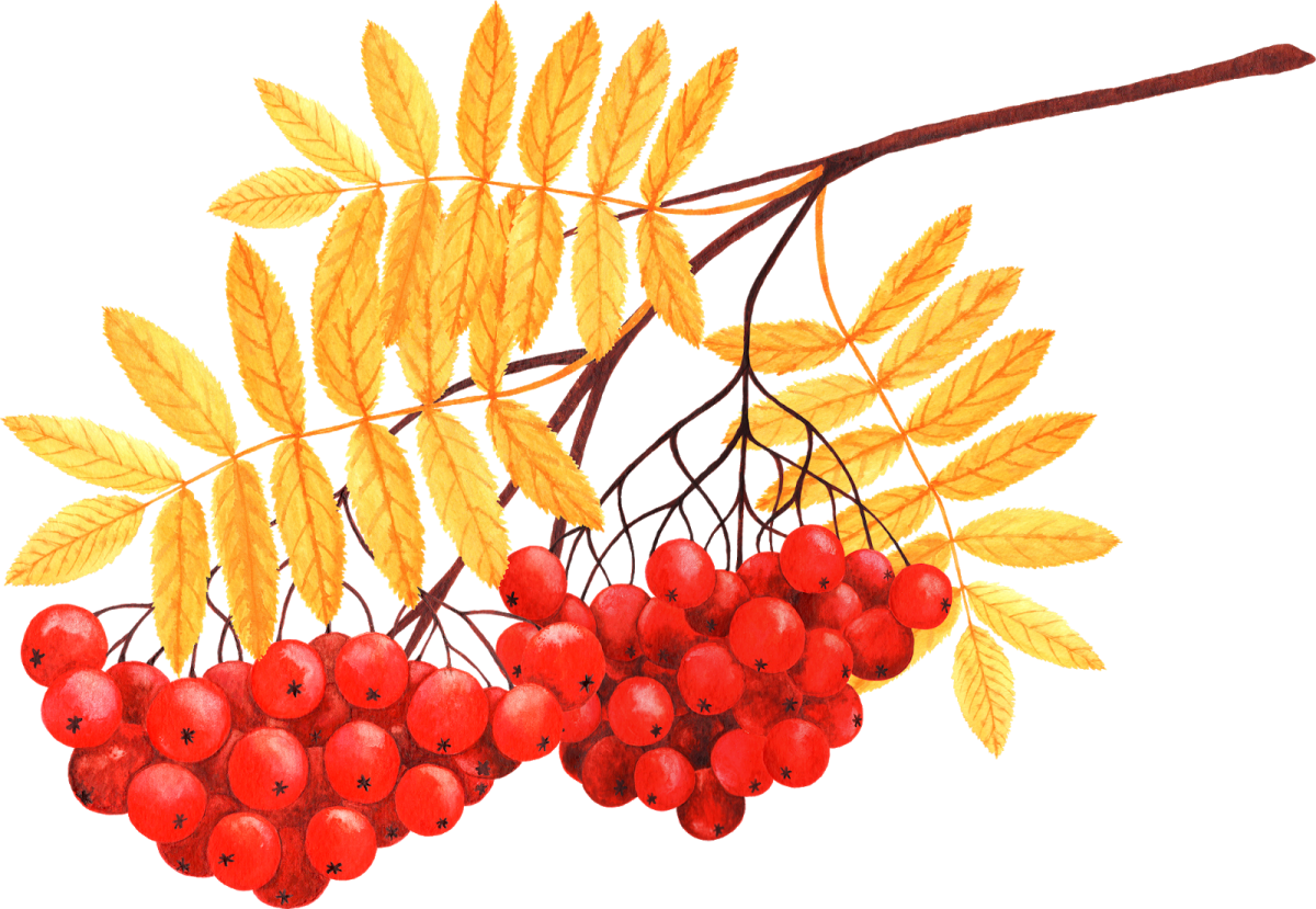 Кисть рябины на белом фоне