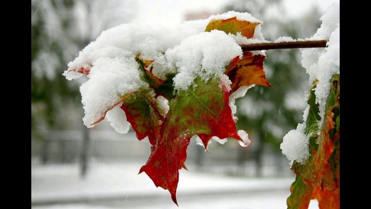 Холодная осень снег