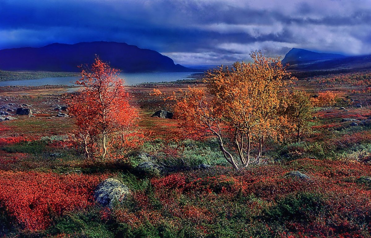 Зона тундра Северной Америки Аляска
