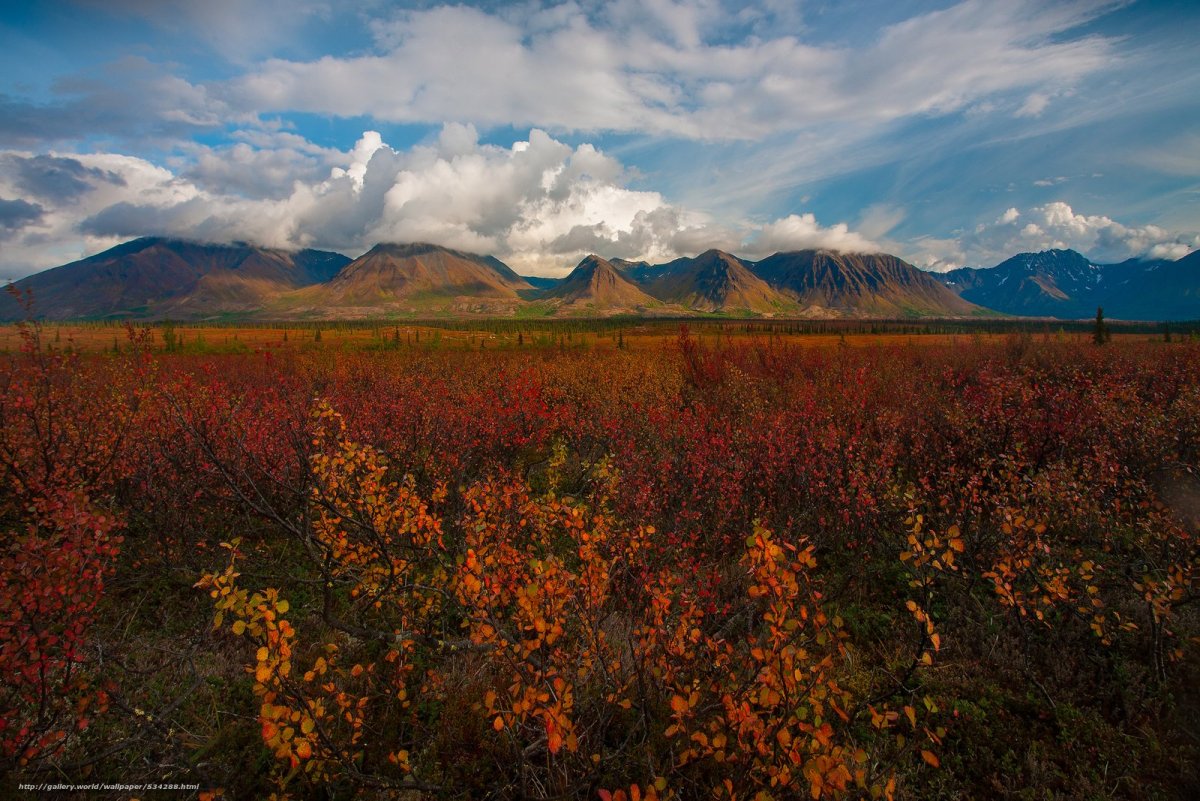 Тундра Азии
