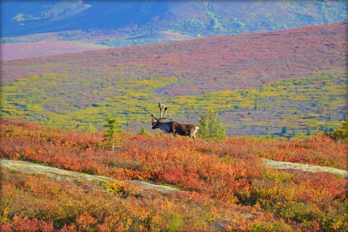 Тундра Евразии