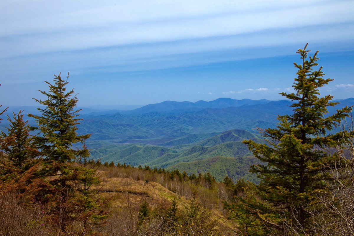 Дальний Восток Уссурийская Тайга