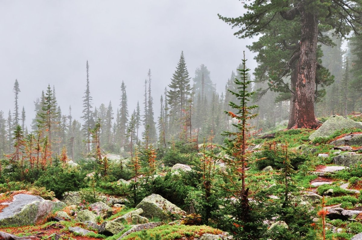 Тайга лес Новосибирск