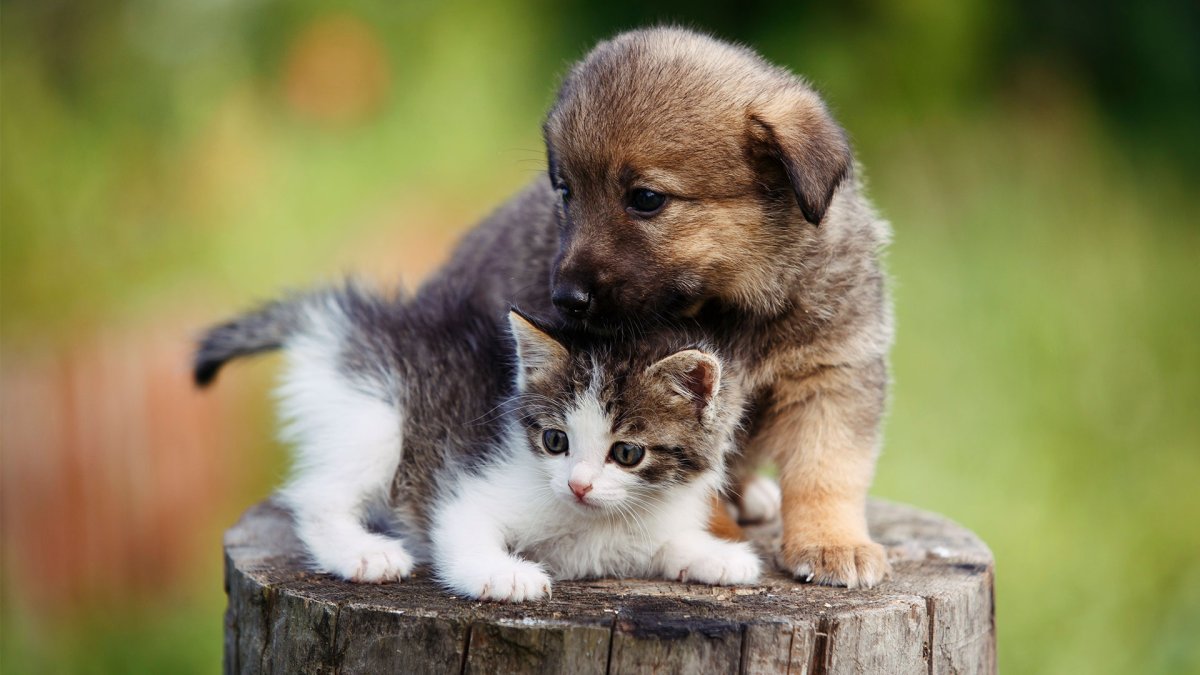 Щенок и котенок