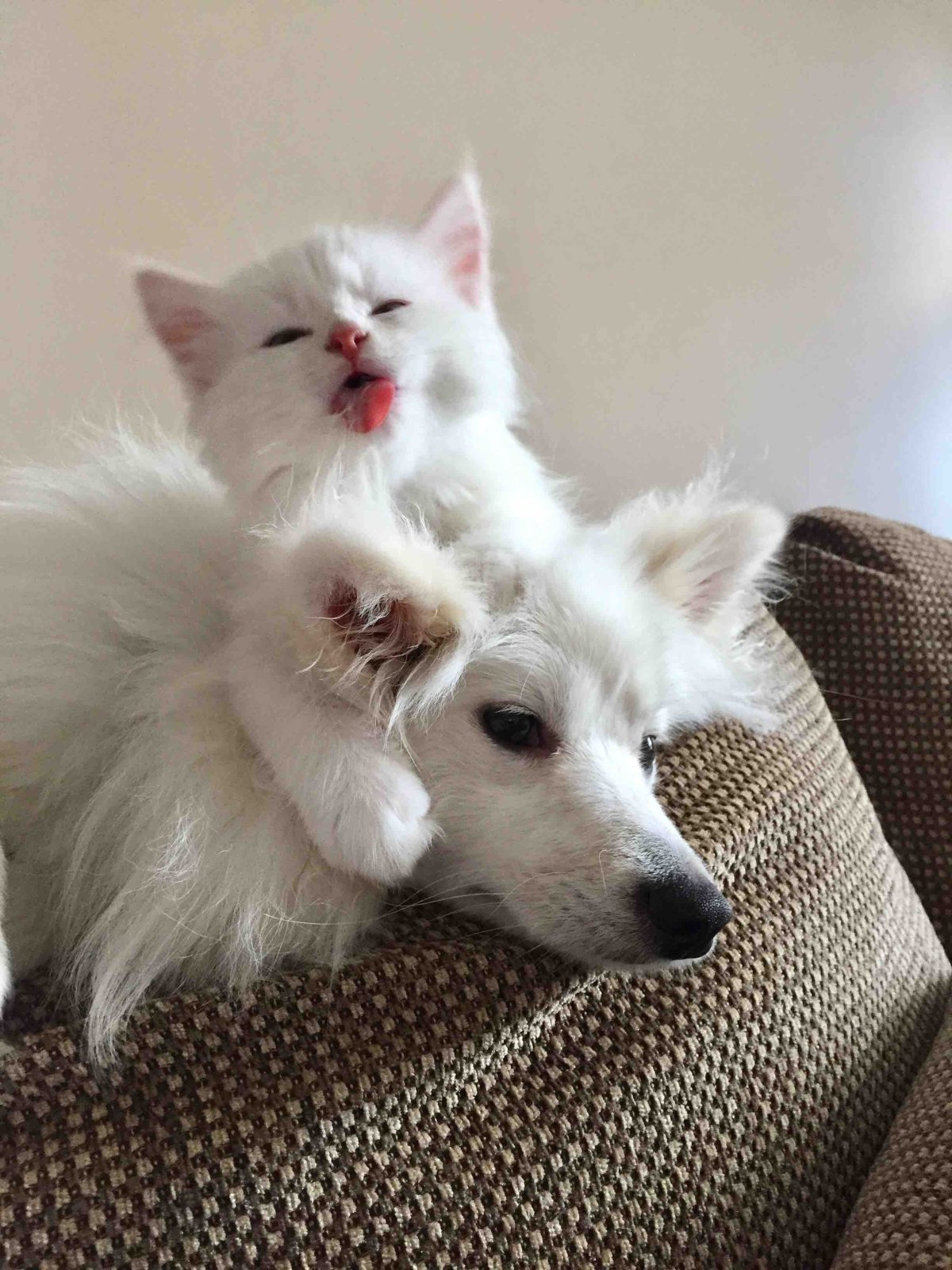 Красивые кошечки и собачки