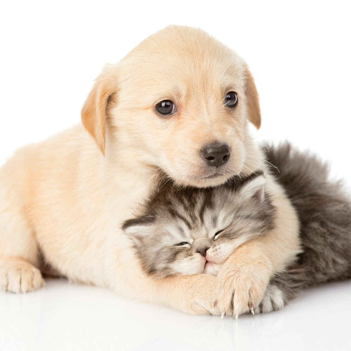 Собачка и кошка мимими