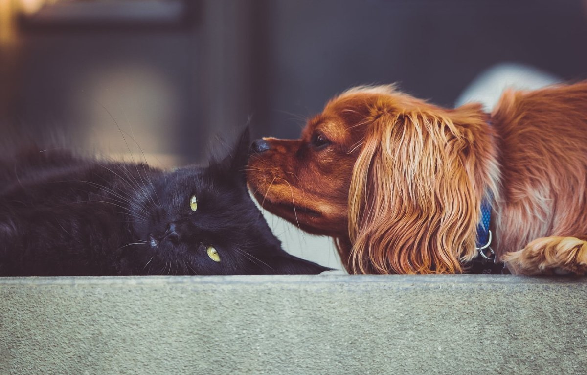 Эстетика кошек и собак