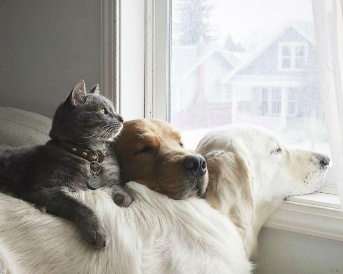 Красивые домашние животные